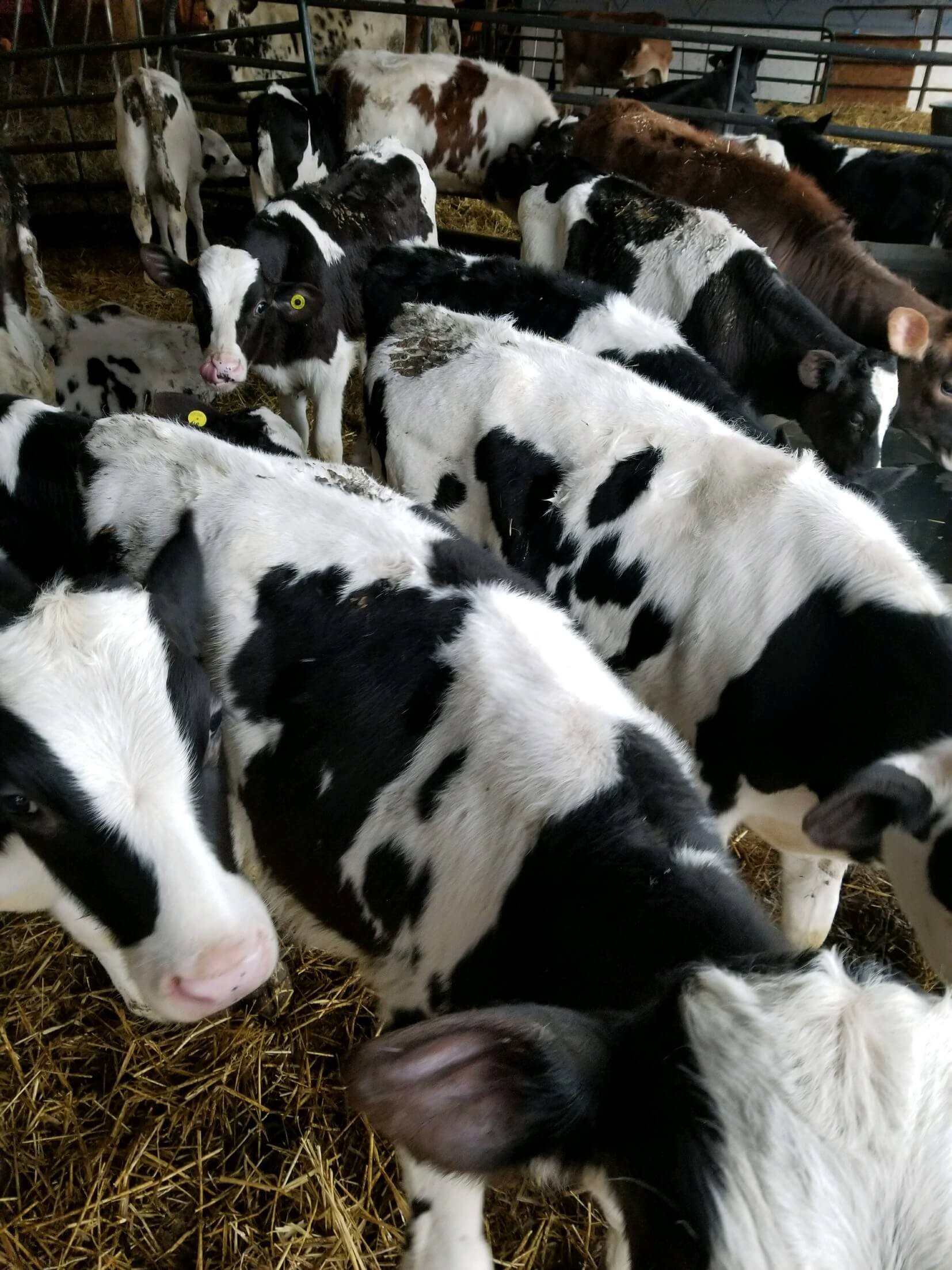 Dairy Calves for Sale | Dairy Calf Buyer and Sellers Wisconsin | Full ...