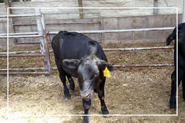 Contact Dairy Calves For Sale