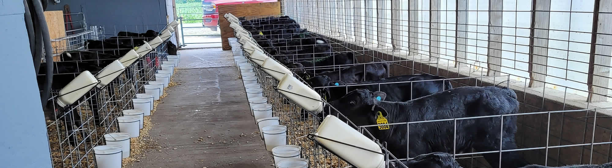 Calves for Sale from Full Throttle Farms Spencer WI