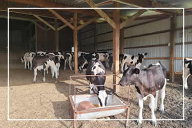 Dairy Calves For Sale